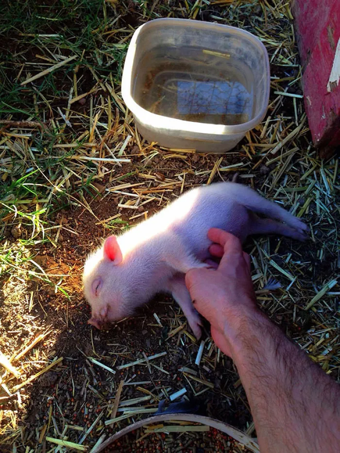 She Fell Over With That Face The Moment I Started Rubbing Her Belly