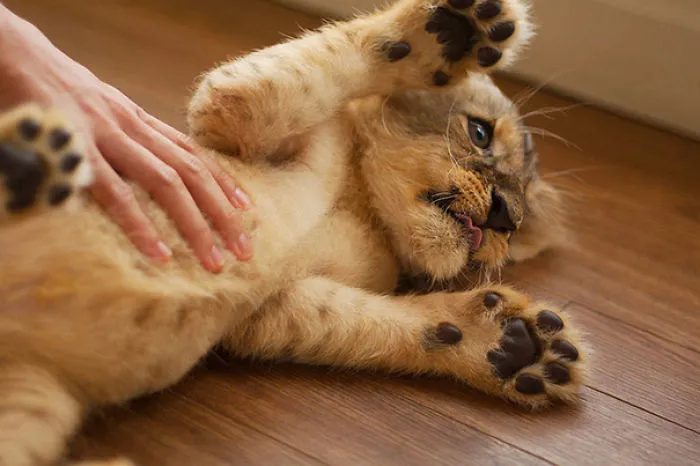 Lion Cub Cuddles