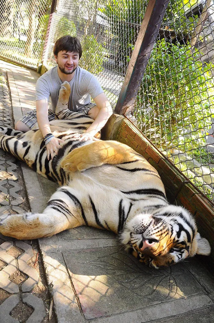 Apparently, Any Cat Loves A Good Belly Rub