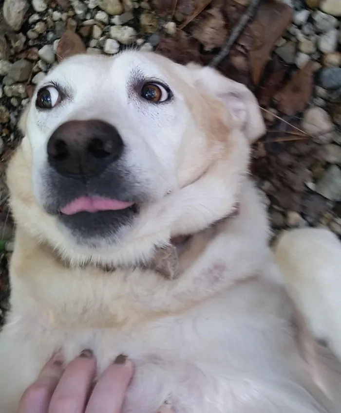 I'm Getting A Relaxing Belly Rub And Someone Suddenly Shows Up With Pizza