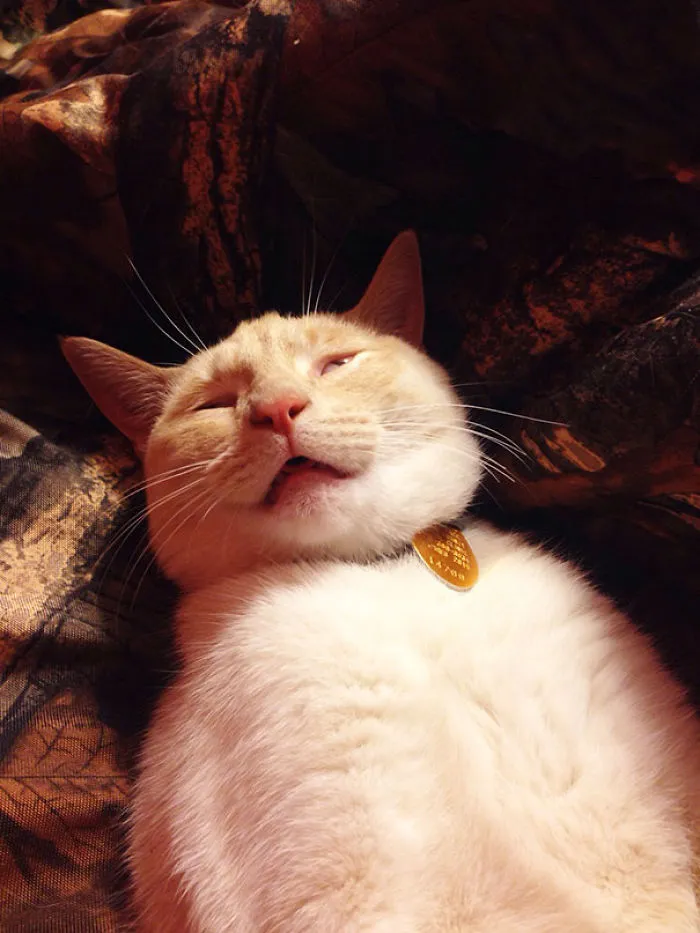 The Belly Rub Face