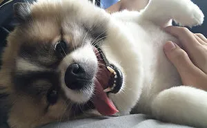 92 Animal Bellies That Need To Be Rubbed Right Now
