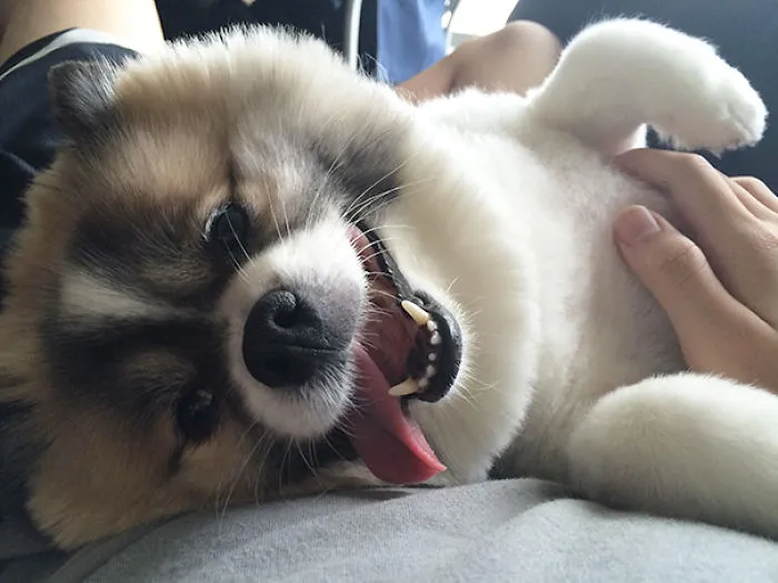 My Dog's Face Every Time I Rub Her Belly