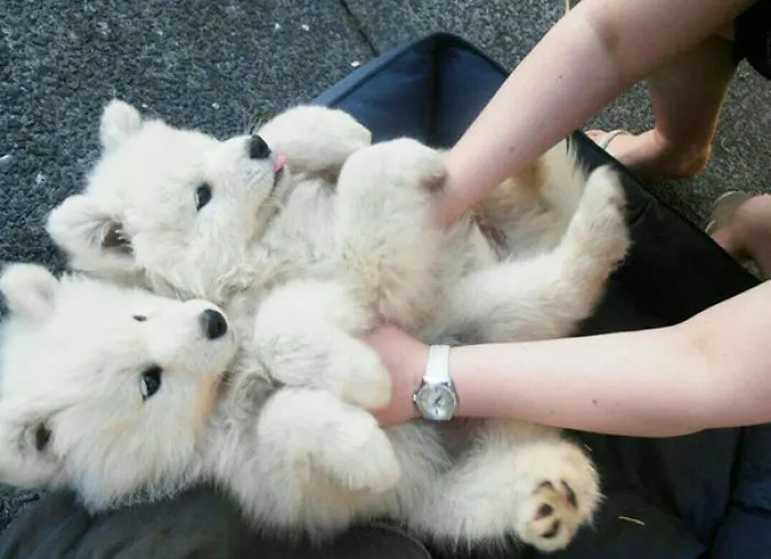 I Bet You Didn't Know You Needed This Adorableness In Your Life Until Now