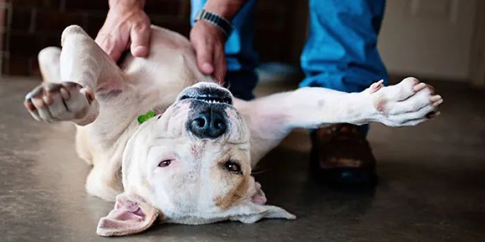 Enjoying A Belly Rub