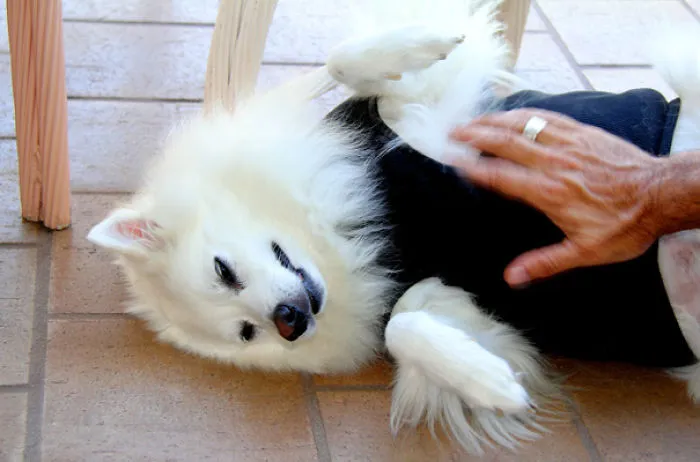 Belly Rub