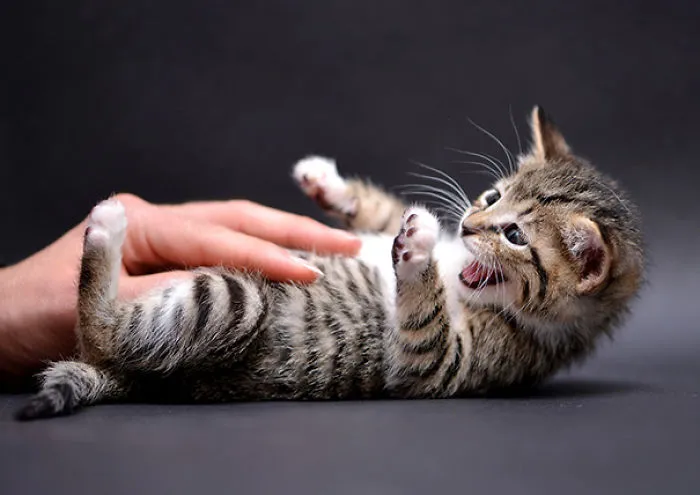 That Tickles