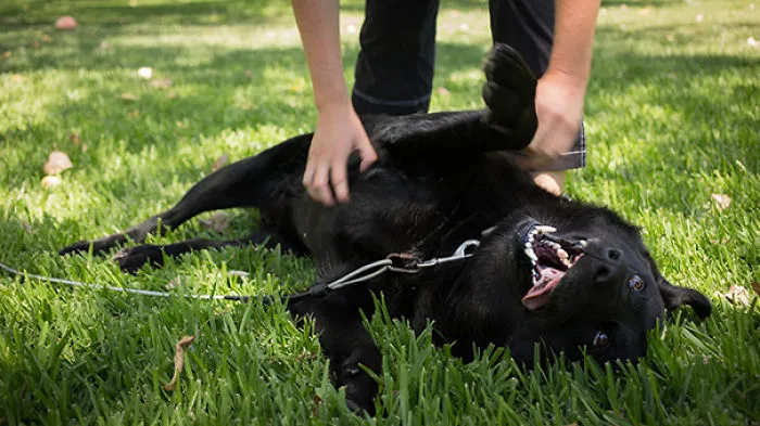 I Love Belly Rubs