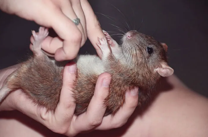 Belly Rubs