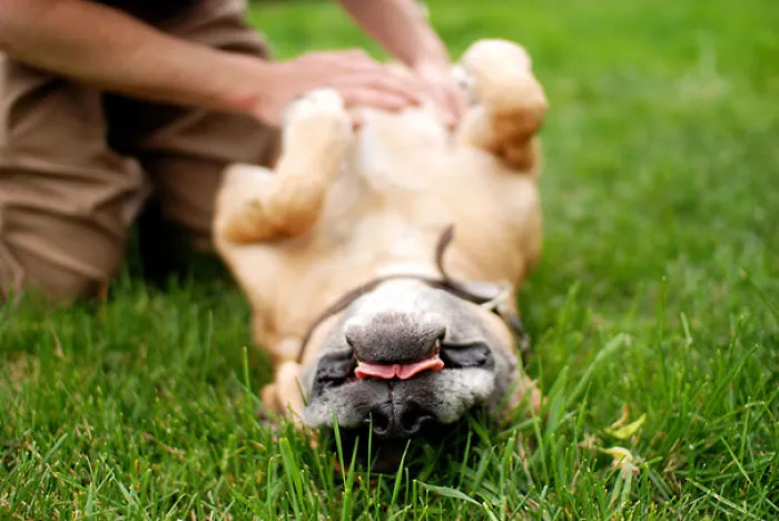 Belly Rub Bliss