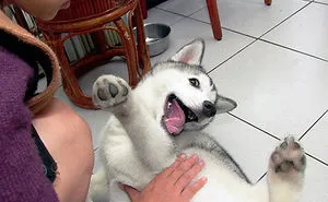 92 Animal Bellies That Need To Be Rubbed Right Now