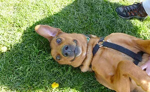 92 Animal Bellies That Need To Be Rubbed Right Now