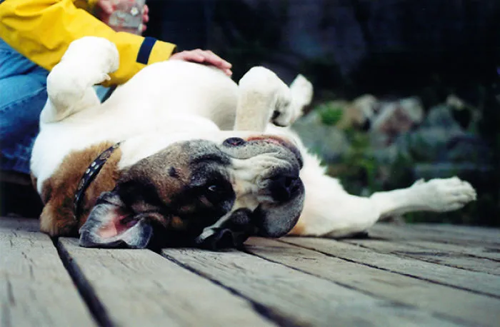 Belly-rub Zeus