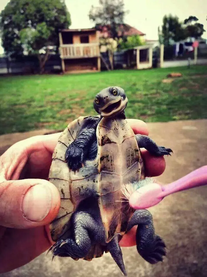 This Guy Loves Belly Rub