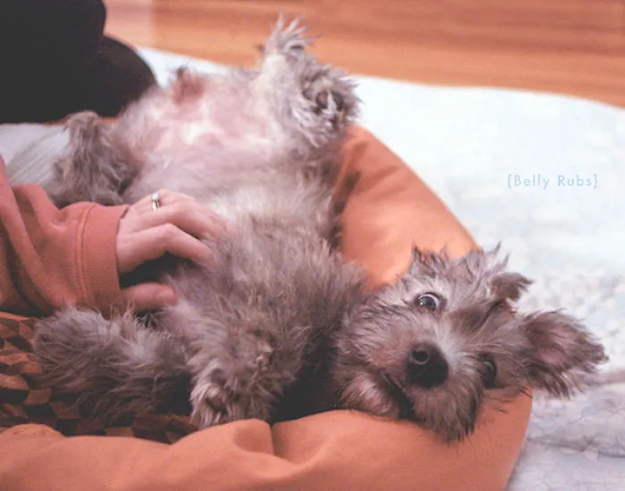 Belly Rubs