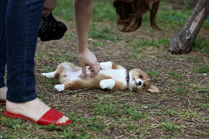 Enjoying His Tummy Rub