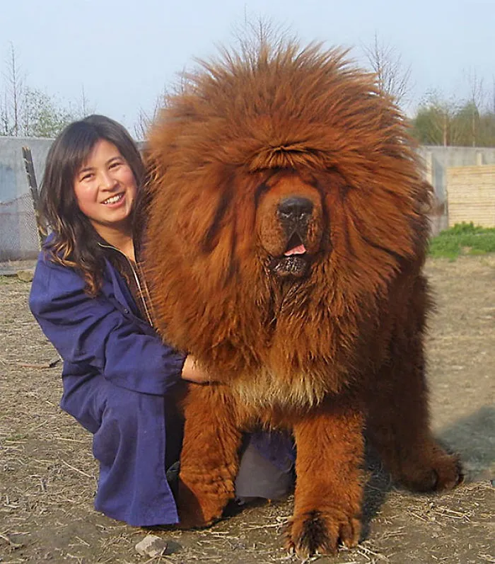 King Of Dogs