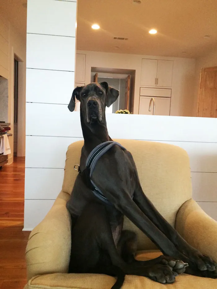Our Dog Is Too Big To Lay In "her" Chair So She Sits Like This