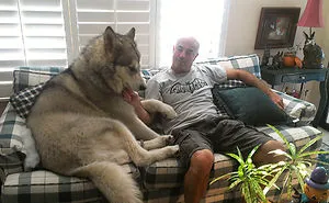 128 Dogs Who Don't Understand How BIG They Are