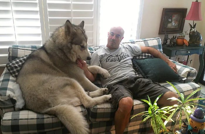 Big Old Dog