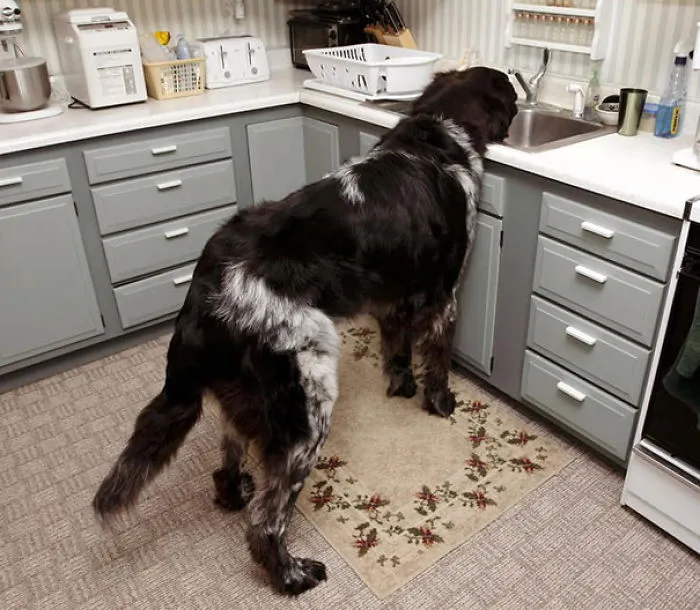 Huge Dog