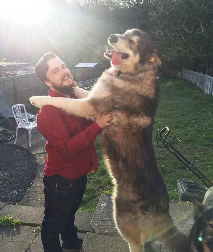 This Is Maynard. He Is My Best Friend, And Soon He Will Be 3