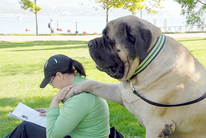 Big And Loyal Friend