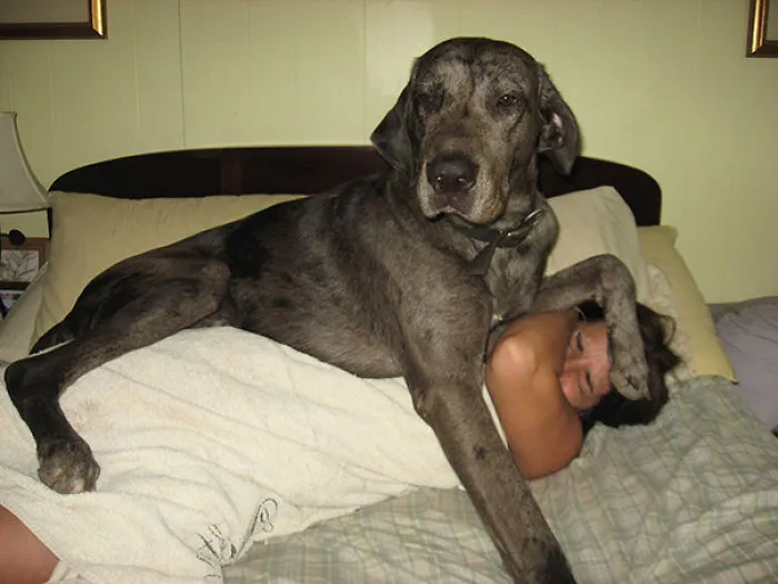 The Perks Of Owning A Great Dane