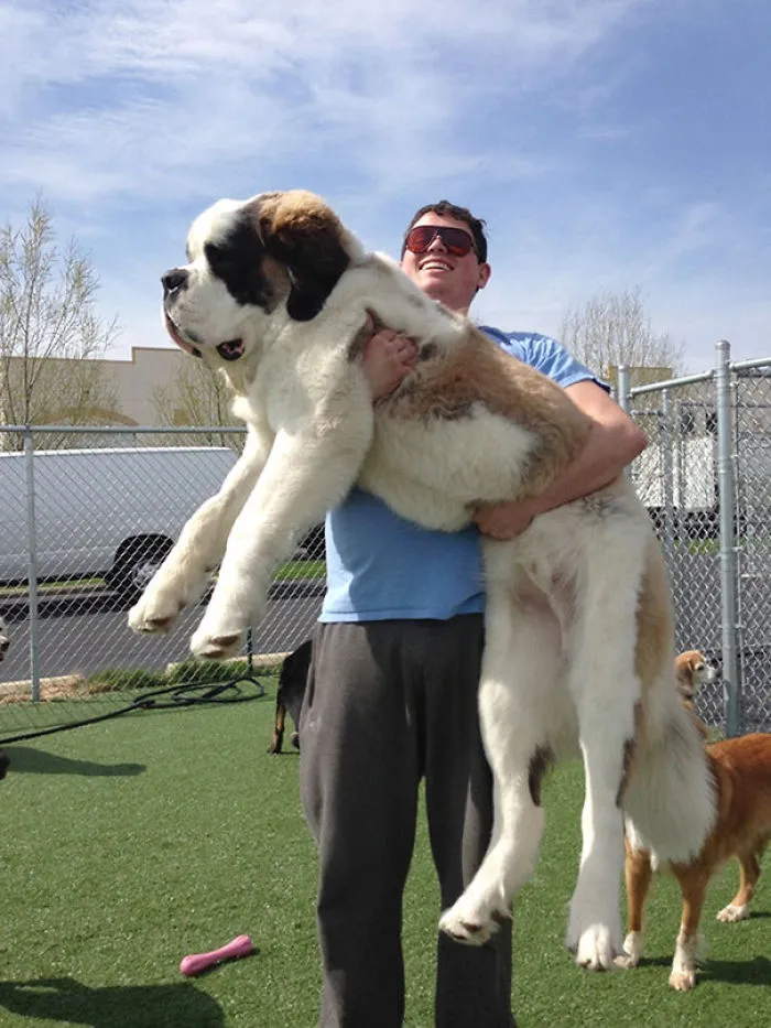 Big Dogs Need Love Too