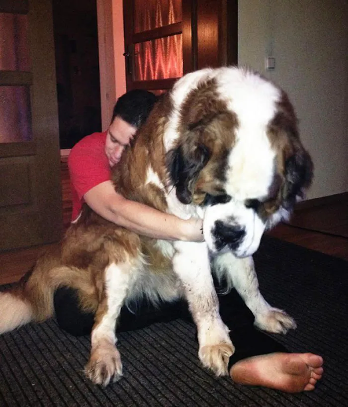 Just Another Picture Of A Friends Giant Dog. Seriously, Giant