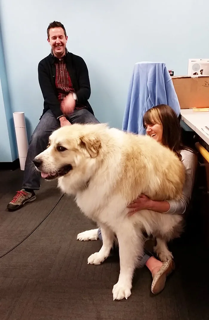 Meet Bailey, Our 130 Pound Lap Dog