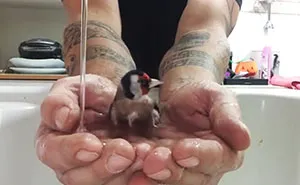 Guy Fills His Hands With Water To Create A Bathtub For His Bird