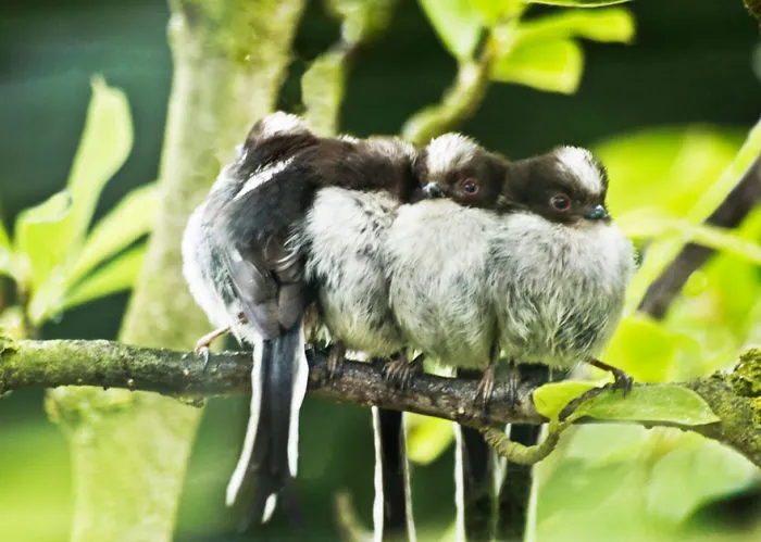 Huddle Of Longtailed Tits
