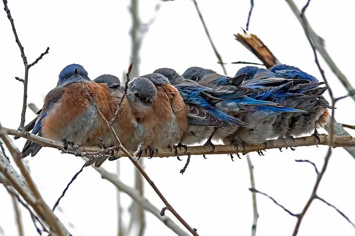 Bluebirds