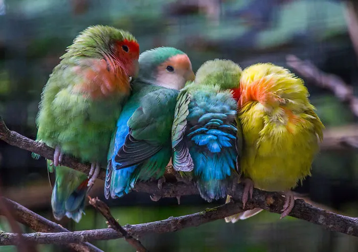 Cuddle Birds