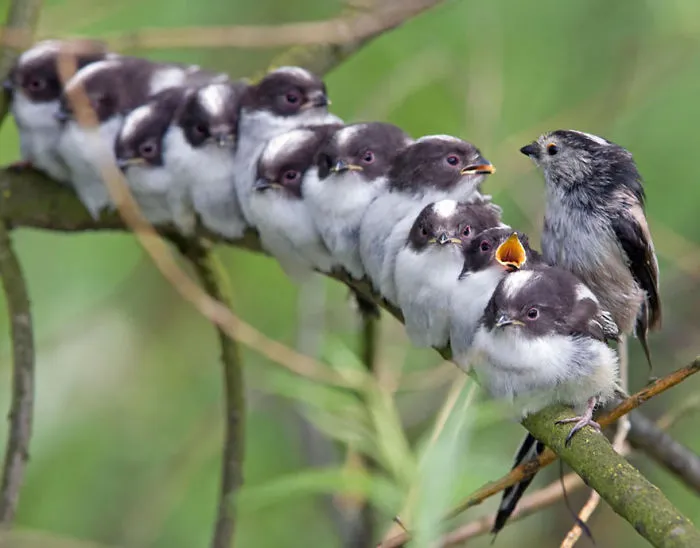 Hungry Babies