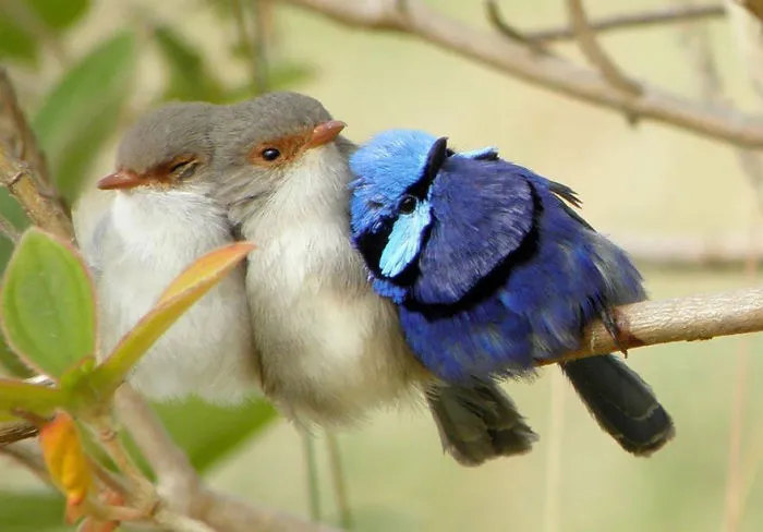 Little Family