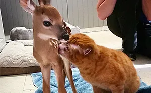 Cat Rescued From Fire Now Nurses Other Animals In Pet Hospital