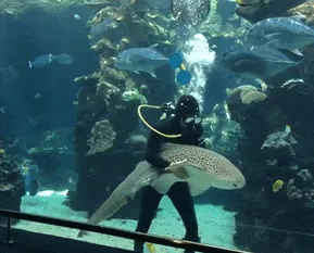 Shark Looks Like A Dog Enjoying A Belly Rub