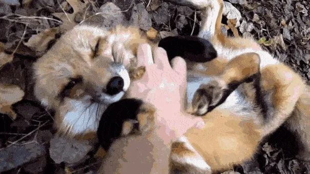 Fox Gets A Belly Rub