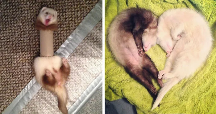 42 Funny Ferrets That Just Want To Play With You