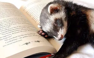 42 Funny Ferrets That Just Want To Play With You