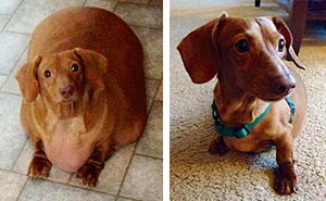 Dennis the Dieting Dog Loses 79% of His Body Weight With Healthy Habits
