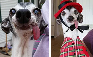 Meet Zappa, The Sid Lookalike Dog With A Floppy Tongue