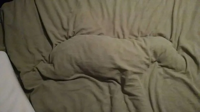 50 Sleepy Dogs Who're Definitely Not Letting You Sleep In Your Bed Tonight