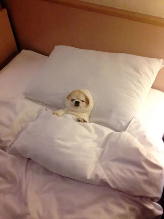 50 Sleepy Dogs Who're Definitely Not Letting You Sleep In Your Bed Tonight