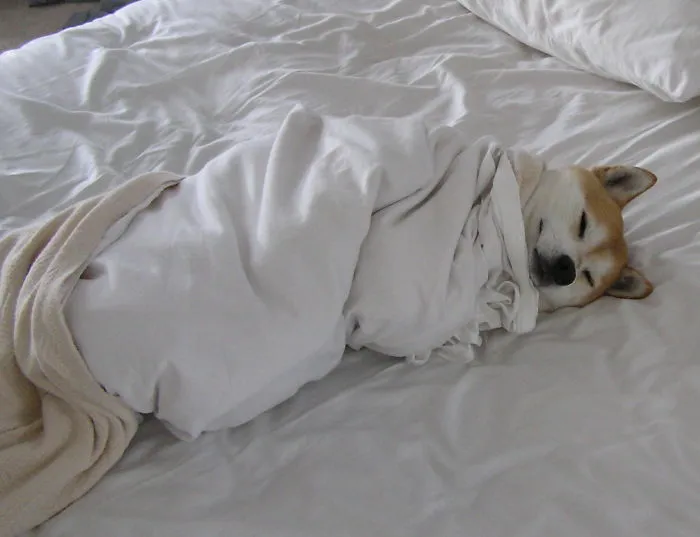 50 Sleepy Dogs Who're Definitely Not Letting You Sleep In Your Bed Tonight