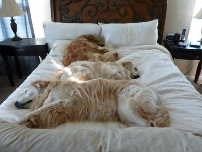 50 Sleepy Dogs Who're Definitely Not Letting You Sleep In Your Bed Tonight