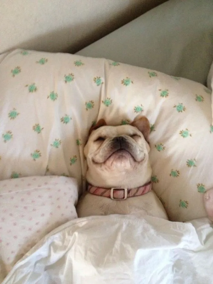 50 Sleepy Dogs Who're Definitely Not Letting You Sleep In Your Bed Tonight