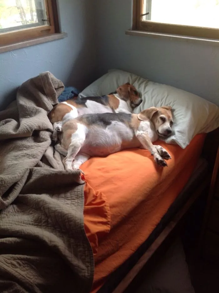 50 Sleepy Dogs Who're Definitely Not Letting You Sleep In Your Bed Tonight